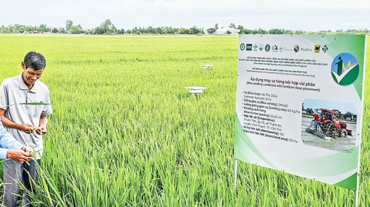 Trồng lúa phát thải thấp thích ứng biến đổi khí hậu