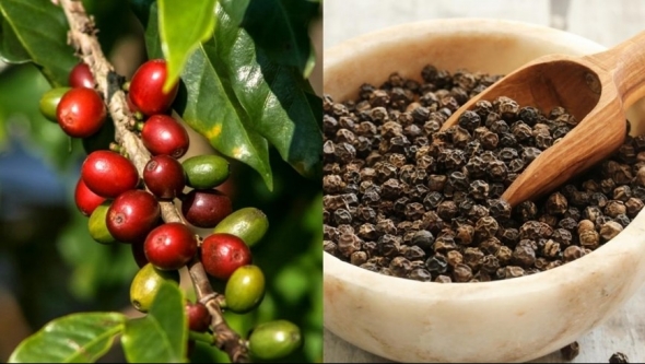 Giá nông sản hôm nay 8/4: Cà phê đi ngang, hồ tiêu tăng nhẹ, lúa gạo ổn định