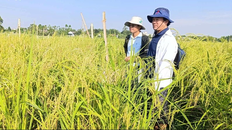 Quảng Ngãi ứng dụng công nghệ sinh học trong phục hồi giống lúa nếp đặc sản