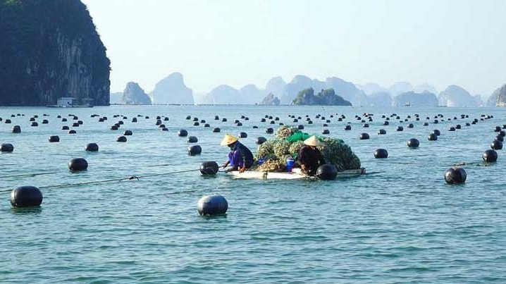 Quảng Ninh định hướng xây dựng vùng nuôi biển trọng điểm