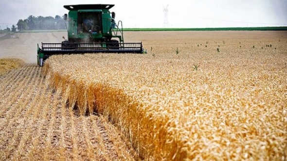 Nguy cơ khủng hoảng lương thực toàn cầu