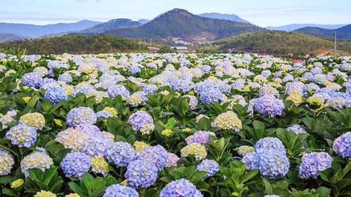 Tử vi vòng quay công nghệ ngày 19/4/2026: Tuổi Dậu làm ăn có lộc, tuổi Sửu dễ có trục trặc
