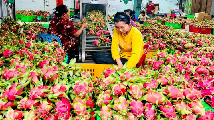 Lâm Đồng: Nâng tầm giá trị nông sản địa phương