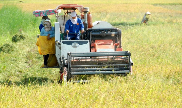 An Giang mở rộng diện tích canh tác lúa chất lượng cao, phát thải thấp