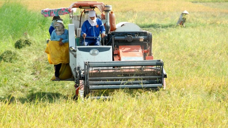 An Giang mở rộng diện tích canh tác lúa chất lượng cao, phát thải thấp
