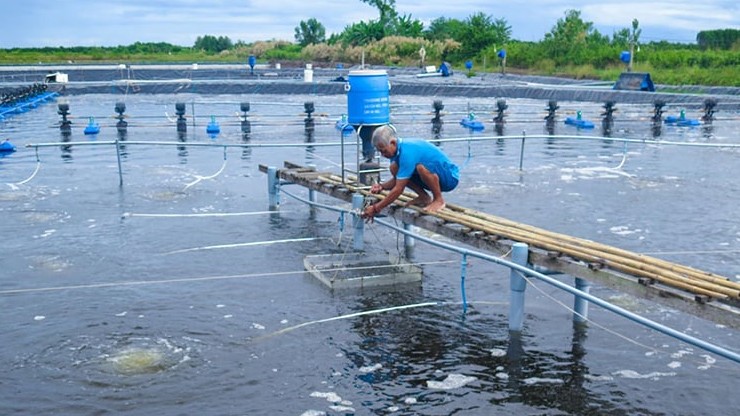 Cà Mau triển khai các biện pháp khống chế dịch bệnh thuỷ sản