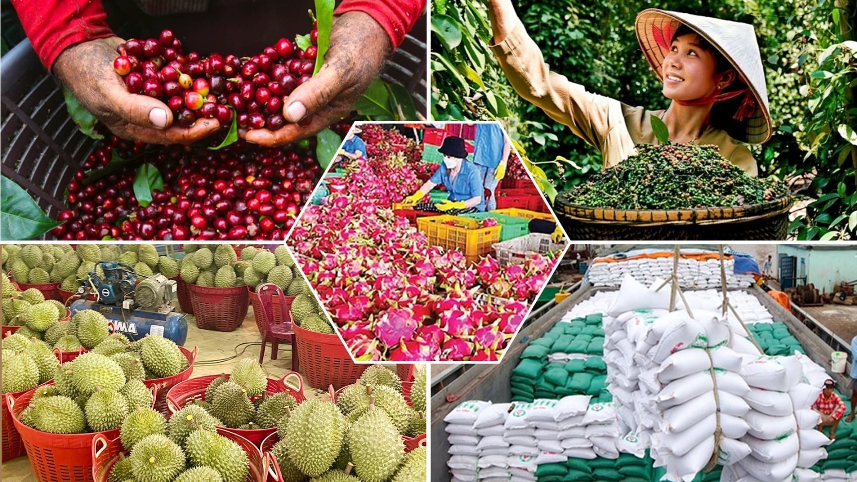 Giá nông sản hôm nay 19/4: Tiêu giữ đỉnh, cà phê giảm sâu, gạo xuất khẩu chạm mốc 500 USD/tấn