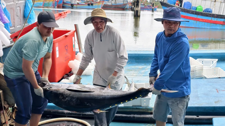Quảng Ngãi: Đưa nghề cá phát triển theo hướng bền vững