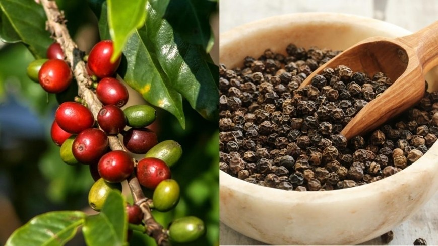 Giá nông sản hôm nay 22/4: Cà phê tăng mạnh, hồ tiêu đi ngang, gạo nguyên liệu nhích nhẹ