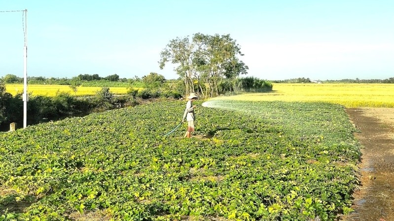 Chủ động nguồn nước phục vụ sản xuất, ứng phó với hạn mặn