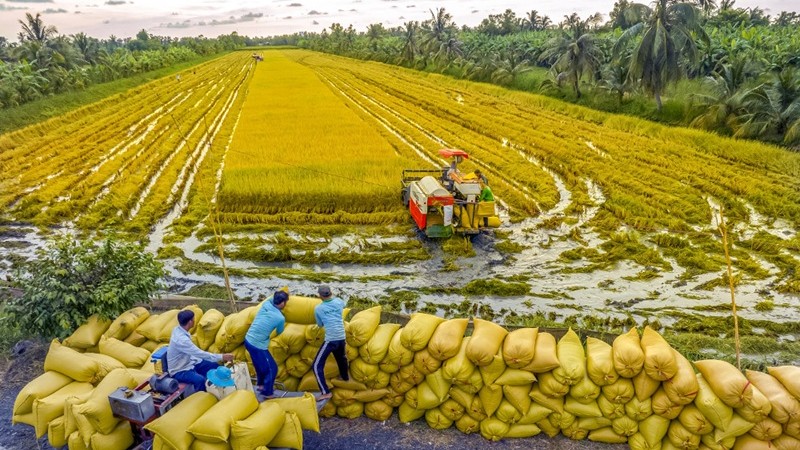 Cà Mau thúc đẩy liên kết bền vững trong sản xuất lúa gạo