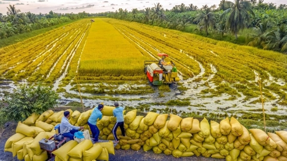 Cà Mau thúc đẩy liên kết bền vững trong sản xuất lúa gạo
