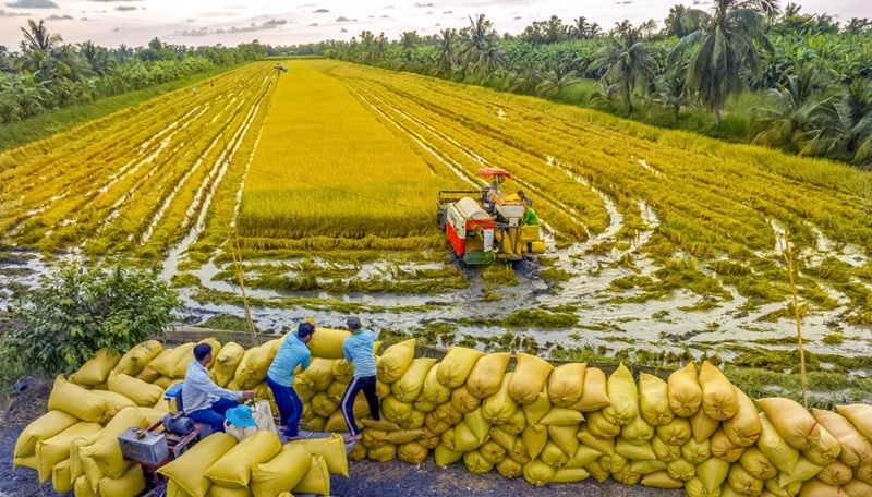 Cà Mau thúc đẩy liên kết bền vững trong sản xuất lúa gạo