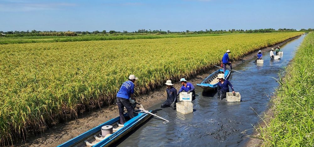 Cà Mau thúc đẩy liên kết bền vững trong sản xuất lúa gạo