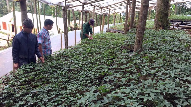 Thúc đẩy nghiên cứu, ứng dụng khoa học-công nghệ phát triển sản phẩm dược liệu