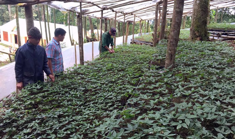 Thúc đẩy nghiên cứu, ứng dụng khoa học-công nghệ phát triển sản phẩm dược liệu