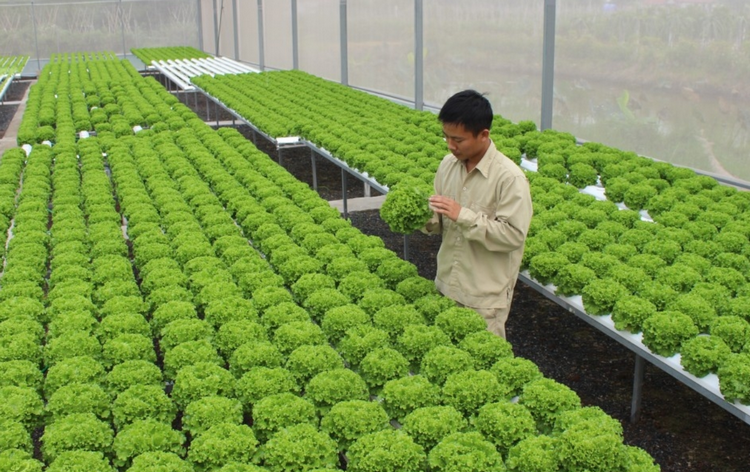 Ứng dụng công nghệ sinh học phục vụ sản xuất nông nghiệp hữu cơ