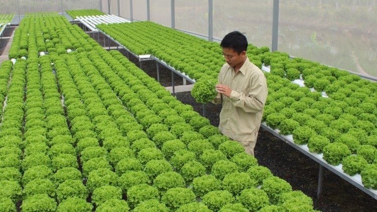 Ứng dụng công nghệ sinh học phục vụ sản xuất nông nghiệp hữu cơ