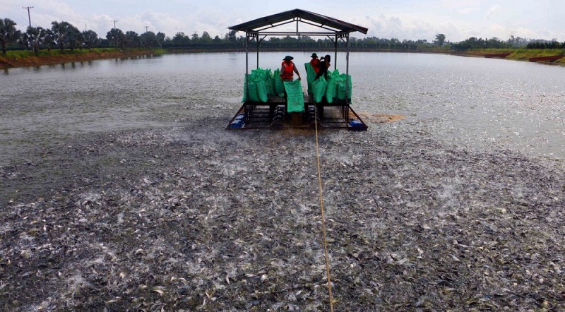 Đẩy mạnh nghiên cứu, ứng dụng công nghệ nâng cao chất lượng nguồn giống cá tra