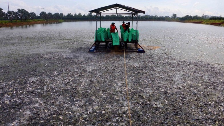 Đẩy mạnh nghiên cứu, ứng dụng công nghệ nâng cao chất lượng nguồn giống cá tra