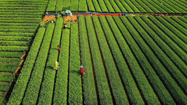 ‘Đánh thức’ 1 triệu hecta đất nông nghiệp tại Đồng Nai