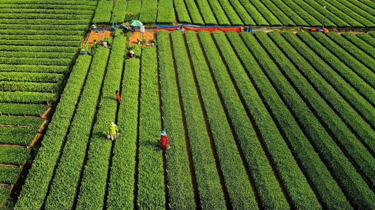 ‘Đánh thức’ 1 triệu hecta đất nông nghiệp tại Đồng Nai