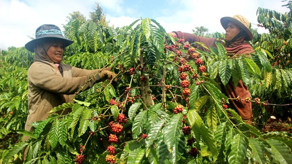 Đắk Lắk: Xây dựng các vùng sản xuất nông nghiệp phát thải thấp