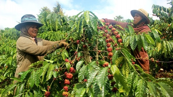 Đắk Lắk: Xây dựng các vùng sản xuất nông nghiệp phát thải thấp