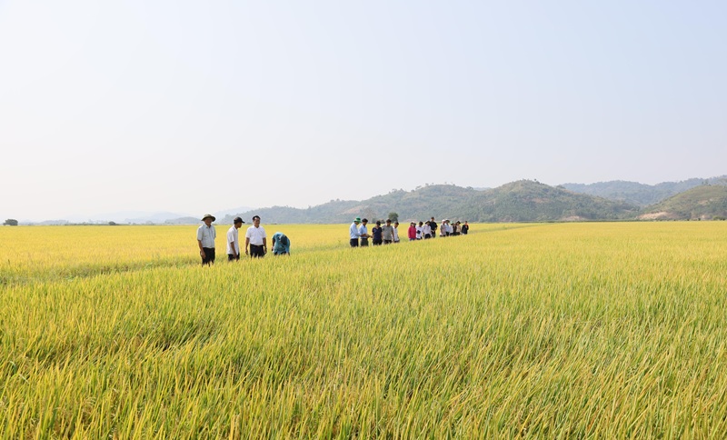 Đắk Lắk: Xây dựng các vùng sản xuất nông nghiệp phát thải thấp