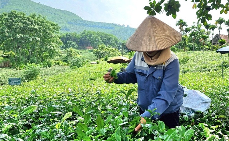 Định hình phát triển cây chè theo hướng thâm canh, chất lượng