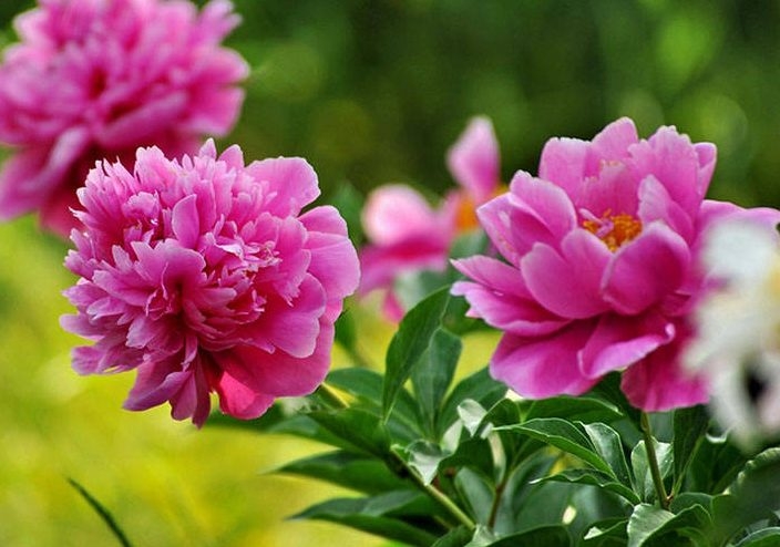 Tử vi tuần mới từ 2/5-8/5/2022: Tuổi Tý công việc không thuận lợi, tuổi Mùi may mắn cát lành