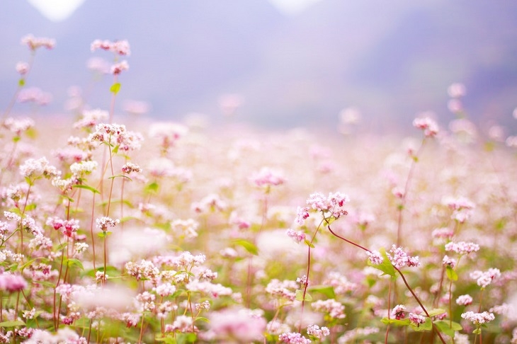 Tử vi 12 con giáp 2/5/2022: Tuổi Mão cải thiện thu nhập, tuổi Tỵ gặp nhiều rắc rối