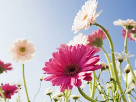 Tử vi 12 con giáp 2/5/2022: Tuổi Mão cải thiện thu nhập, tuổi Tỵ gặp nhiều rắc rối