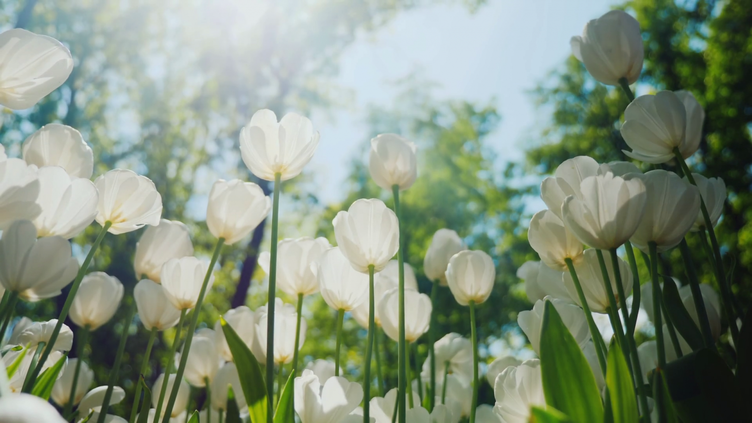 Tử vi 12 con giáp 3/5/2022: Tuổi Tuất thu nhập rủng rỉnh, tuổi Hợi tài lộc bấp bênh