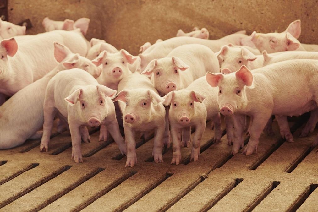 Giá heo hơi hôm nay 4/5: Miền Nam tăng mạnh 3.000 đ/kg