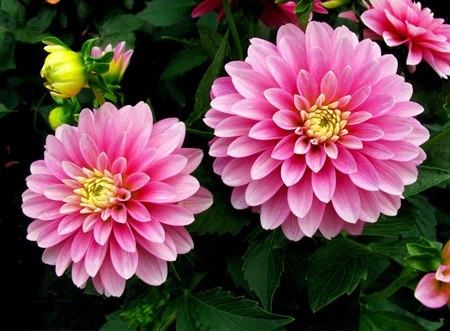 Tử vi 12 con giáp 6/5/2022: Tuổi Sửu thăng tiến, tuổi Ngọ dễ gặp bế tắc