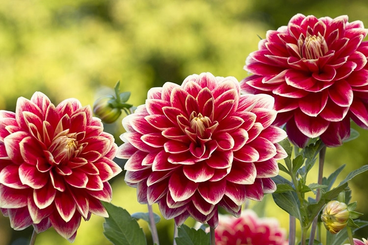 Tử vi 12 con giáp 6/5/2022: Tuổi Sửu thăng tiến, tuổi Ngọ dễ gặp bế tắc