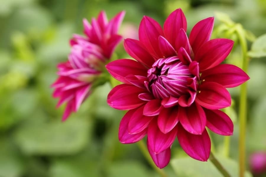 Tử vi 12 con giáp 6/5/2022: Tuổi Sửu thăng tiến, tuổi Ngọ dễ gặp bế tắc