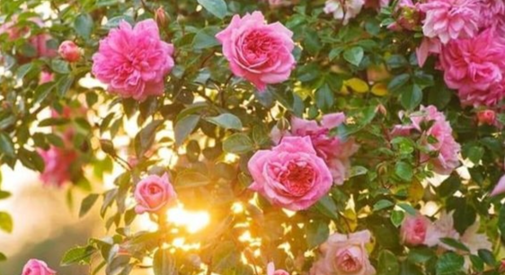 Tử vi 12 con giáp 9/5/2022: Tuổi Mão hoạ tiểu nhân đeo bám, tuổi Mùi may mắn chiếu mệnh