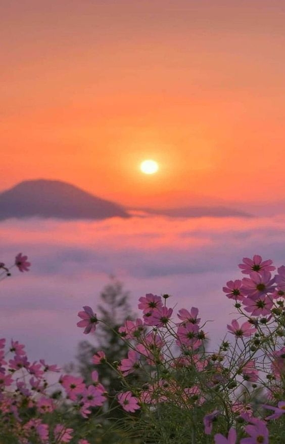 Tử vi tuần mới 9/5 - 15/5/2022: Tuổi Tý một tuần khó khăn, tuổi Hợi tốt xấu đan xen