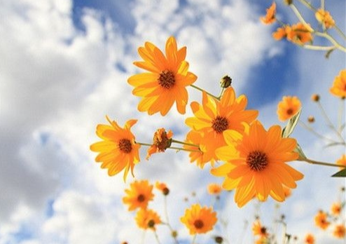 Tử vi 12 con giáp 9/5/2022: Tuổi Mão hoạ tiểu nhân đeo bám, tuổi Mùi may mắn chiếu mệnh