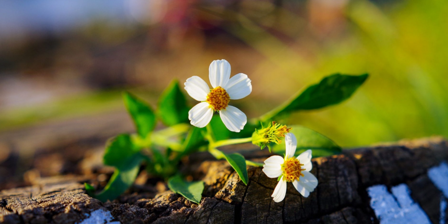 Tử vi 12 con giáp ngày 14/5/2022: Tuổi Dần tìm được hướng đi, tuổi Mùi tài chính hao hụt lớn