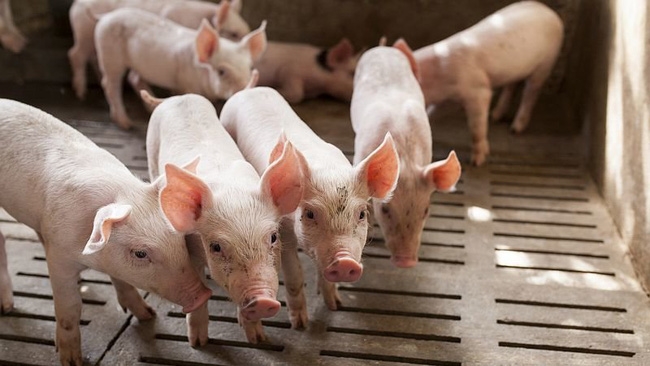 Giá heo hơi hôm nay 14/5: Tăng rải rác tại một số tỉnh thành