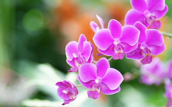 Tử vi 12 con giáp ngày 17/5/2022: Tuổi Tý dễ gặp xui xẻo, tuổi Dậu có cơ hội thăng tiến