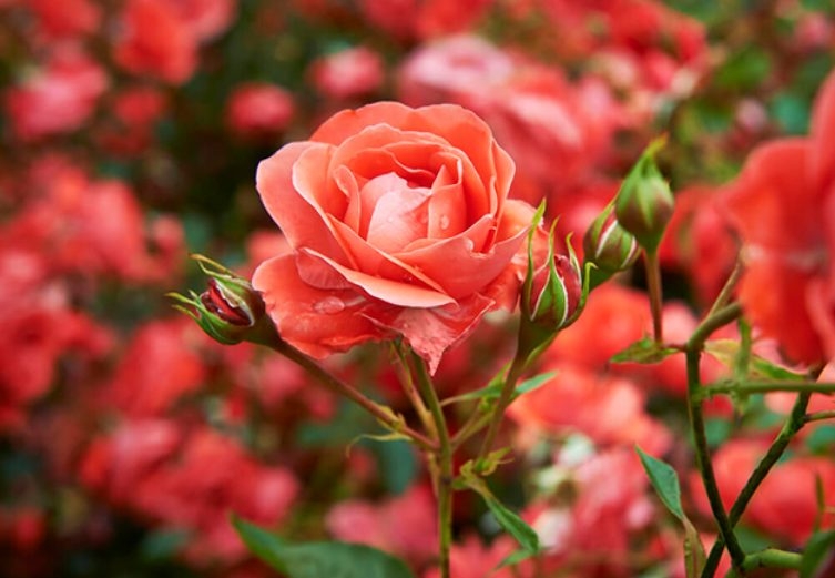 Tử vi 12 con giáp ngày 18/5/2022: Tuổi Hợi gặp nhiều bất lợi, tuổi Thìn nhận nhiều may mắn