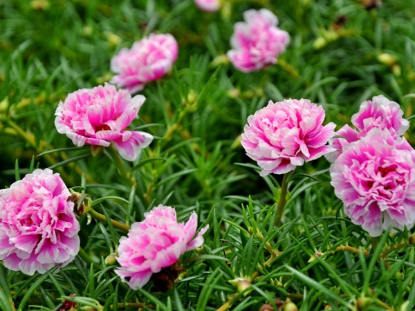 Tử vi 12 con giáp ngày 20/5/2022: Tuổi Thân dư dả sung túc, tuổi Mão tình cảm nhiều mâu thuẫn