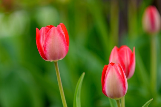 Tử vi ngày 4/5/2023: Tuổi Ngọ được sự nâng đỡ, tuổi Mùi cẩn trọng giao tiếp