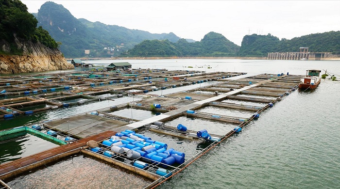 Tái cơ cấu ngành nông nghiệp theo hướng gia tăng giá trị, bền vững Tái cơ cấu ngành nông nghiệp theo hướng gia tăng giá trị, bền vững