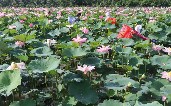 Nâng cao hiệu quả kinh tế từ chuyển đổi cơ cấu cây trồng trên đất lúa Nâng cao hiệu quả kinh tế từ chuyển đổi cơ cấu cây trồng trên đất lúa