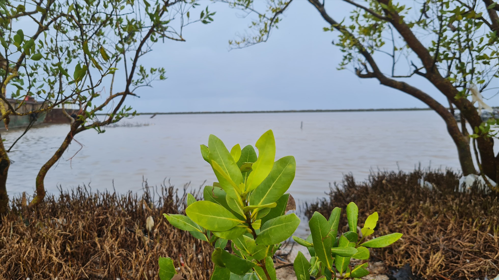 Chủ động ứng phó với siêu bão Mawar tại Cà Mau Chủ động ứng phó với siêu bão Mawar tại Cà Mau
